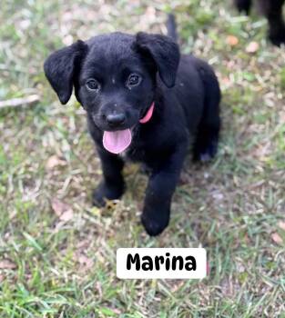 Labrador Retriever Dogs Available for Adoption in Brewton, Alabama - Marina | PetCurious