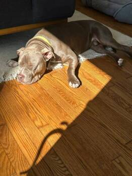 Rescue Mixed Breed Dogs for Adoption in Cincinnati, Ohio - Legolas | PetCurious