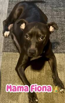 Rescue Pit Bull Terrier Dogs for Adoption in Ringwood, New Jersey - Mama Fiona | PetCurious