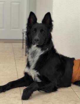 Tai -  German Shepherd Dog and Border Collie Dog for Adoption in Palm Desert, California - Tai | PetCurious
