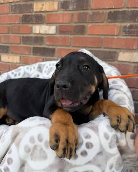 Cane Corso Dogs Available for Adoption in Glendale, Arizona - Barack Obama | PetCurious
