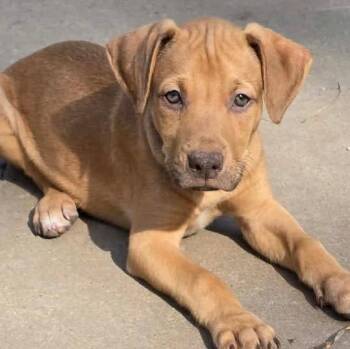 Labrador Retriever Dogs Available for Adoption in Grand Bay, Alabama - Murphy | PetCurious
