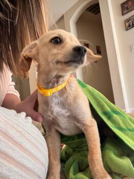 Breeza -  Chihuahua Dog for Adoption in Carson City, Nevada - Breeza | PetCurious