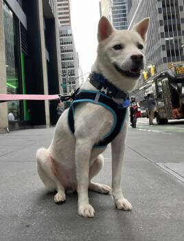 Rescue Jindo Dogs for Adoption in New York, New York - Felix | PetCurious
