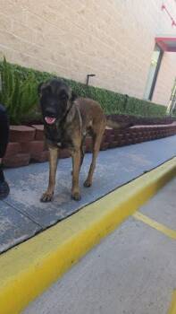 RAMBO -  Belgian Shepherd Malinois Dog for Adoption in Harlingen, Texas - RAMBO | PetCurious