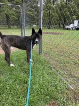 Onyx -  Staffordshire Bull Terrier and Akita Dog for Adoption in Ellijay, Georgia - Onyx | PetCurious