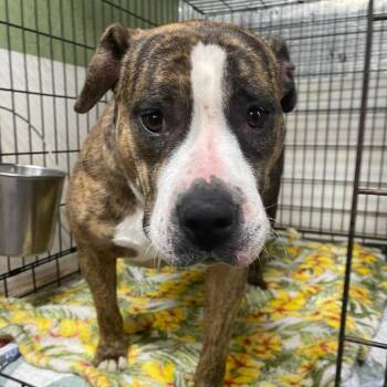 English Bulldog Dogs Available for Adoption - Meatball | PetCurious