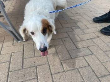 Taffy -  Basset Hound Dog for Adoption in Austin, Texas - Taffy | PetCurious