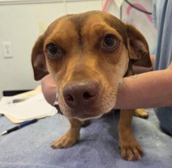Stella -  Dachshund Dog Available for Adoption in Brookings, Oregon - Stella | PetCurious