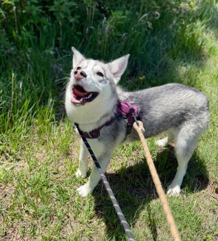 Husky and Shepherd Dogs Available for Adoption in Fort Lupton, Colorado - Genialina Edy Son | PetCurious