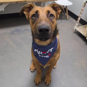 Winston -  German Shepherd Dog Dog for Adoption in Normal, Illinois - Winston | PetCurious