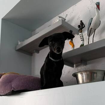 Mixed Breed Dogs Available for Adoption in Frederiksted, St. Croix - Chef | PetCurious