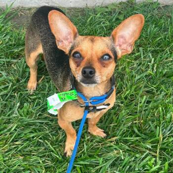 Shadow -  Chihuahua Dog for Adoption in Plainfield, Illinois - Shadow | PetCurious
