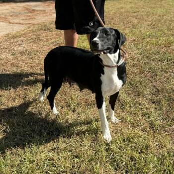 Rescue Great Dane and Black Labrador Retriever Dogs for Adoption in Spring, Texas - Mona | PetCurious