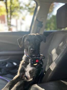 Rescue Terrier Dogs for Adoption in New Rochelle, New York - Wisp | PetCurious