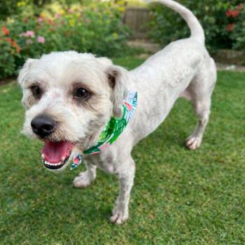 Poodle and Havanese Dogs Available for Adoption in Orange, California - Hudson | PetCurious