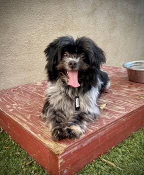 Shih Tzu Dogs Available for Adoption in Phoenix, Arizona - Oatmeal | PetCurious