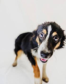 Gus -  Australian Shepherd Dog for Adoption in York, South Carolina - Gus | PetCurious