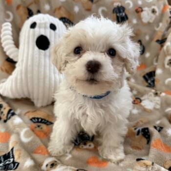 Boo -  Poodle and Coton De Tulear Dog for Adoption in Las Vegas, Nevada - Boo | PetCurious
