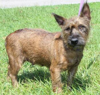 Poppy 44366 -  Terrier Dog for Adoption in Prattville, Alabama - Poppy 44366 | PetCurious