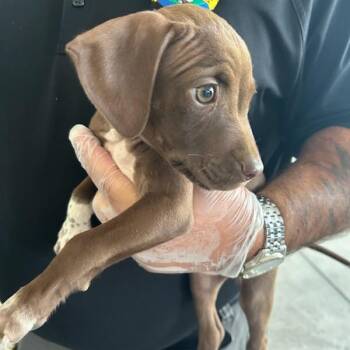 Skittles -  Mixed Breed Dog for Adoption in Roxboro, North Carolina - Skittles | PetCurious