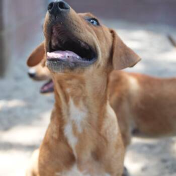 Junior -  Chihuahua and Mixed Breed Dog for Adoption in Coachella, California - Junior | PetCurious