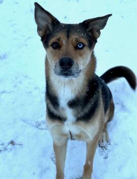 Zena -  German Shepherd Dog Dog for Adoption in Cortez, Colorado - Zena | PetCurious