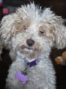 Maltipoo- Enya -  Maltese and Poodle Dog for Adoption in Omaha, Nebraska - Maltipoo- Enya | PetCurious