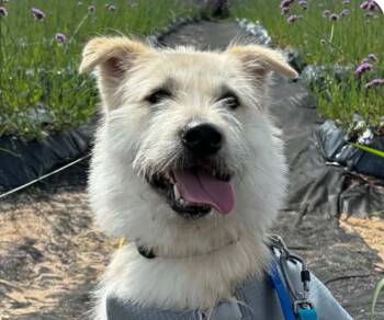 Bokja -  Jindo and Terrier Dog for Adoption in San Ramon, California - Bokja | PetCurious