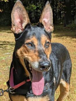 Rescue Doberman Pinscher Dogs for Adoption in Swanzey, New Hampshire - Foley | PetCurious