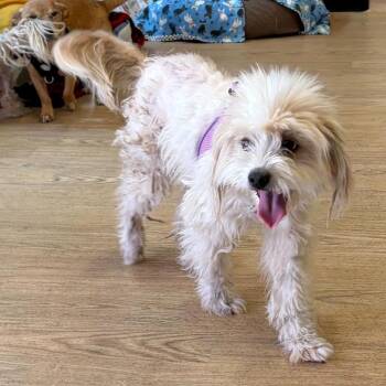 I Want Candy 14542 -  Miniature Poodle Dog for Adoption in San Francisco, California - I Want Candy 14542 | PetCurious
