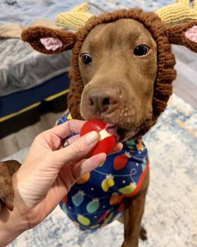 Shar Pei and Chow Chow Dogs Available for Adoption - Trap | PetCurious