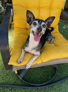 Piper -  Chihuahua Dog for Adoption in Los Angeles, California - Piper | PetCurious