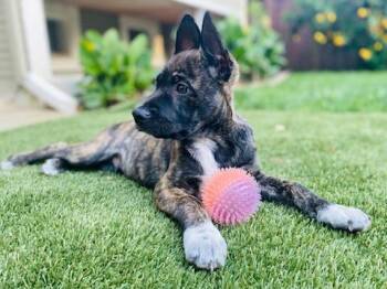 Shepherd Dogs Available for Adoption in Rocklin, California - Bear | PetCurious