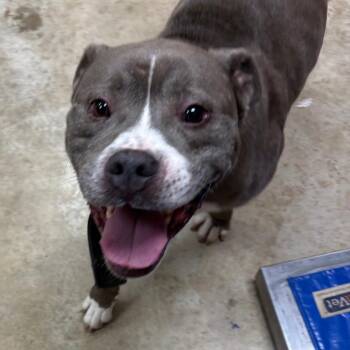 Slater 061605U -  Pit Bull Terrier and Mixed Breed Dog for Adoption in Tupelo, Mississippi - Slater 061605U | PetCurious