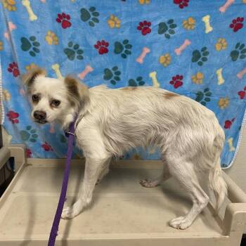 YULI -  Pekingese Dog for Adoption in Modesto, California - YULI | PetCurious