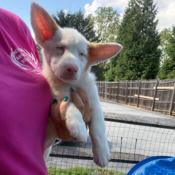 Odette -  Corgi Dog for Adoption in Chester Springs, Pennsylvania - Odette | PetCurious