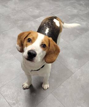 Elliott -  Beagle Dog for Adoption in Lisbon, Ohio - Elliott | PetCurious