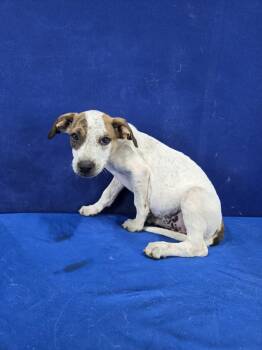 Rescue Mixed Breed Dogs for Adoption in Ruston, Louisiana - Finch | PetCurious