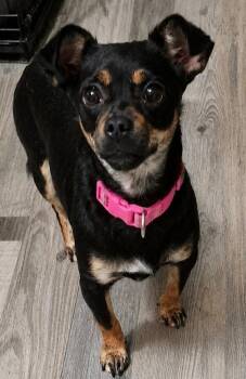 Emma -  Mixed Breed Dog for Adoption in Sharpsburg, Georgia - Emma | PetCurious