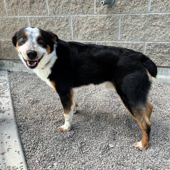 Filly -  Australian Cattle Dog Blue Heeler Dog for Adoption in Lindon, Utah - Filly | PetCurious