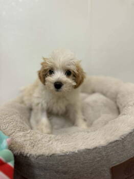 Rescue Terrier Dogs for Adoption in Candler, North Carolina - Cruella | PetCurious