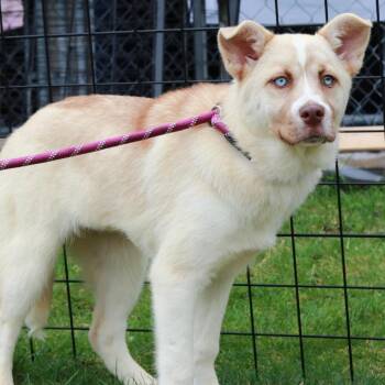 Husky Dogs Available for Adoption in Eastford, Connecticut - CT Selene | PetCurious