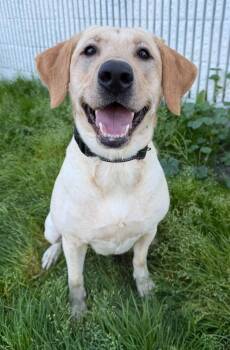 Labrador Retriever Dogs Available for Adoption - Lady #2 | PetCurious