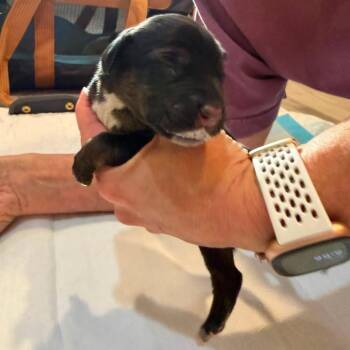Chocolate Chip Waffle -  Basset Hound Dog for Adoption in Allen, Texas - Chocolate Chip Waffle | PetCurious