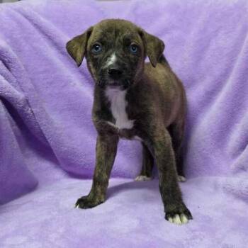 Nanu -  Labrador Retriever and Husky Dog for Adoption in Carencro, Louisiana - Nanu | PetCurious