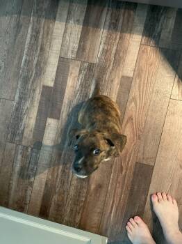 Rescue Boxer Dogs for Adoption in Plano, Texas - Cooper | PetCurious