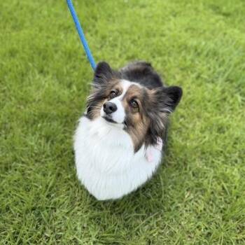 Cardigan Welsh Corgi Dogs Available for Adoption in Carencro, Louisiana - Rosey Mae | PetCurious