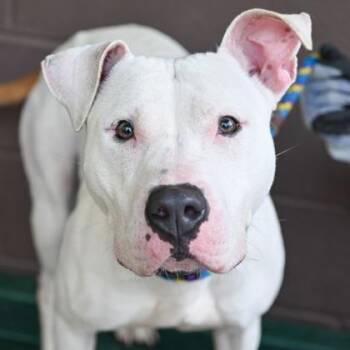Mixed Breed Dogs Available for Adoption in Chamblee, Georgia - Cloud- IN FOSTER | PetCurious