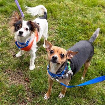 Dakota -  Chihuahua and Mixed Breed Dog for Adoption in Woodinville, Washington - Dakota | PetCurious